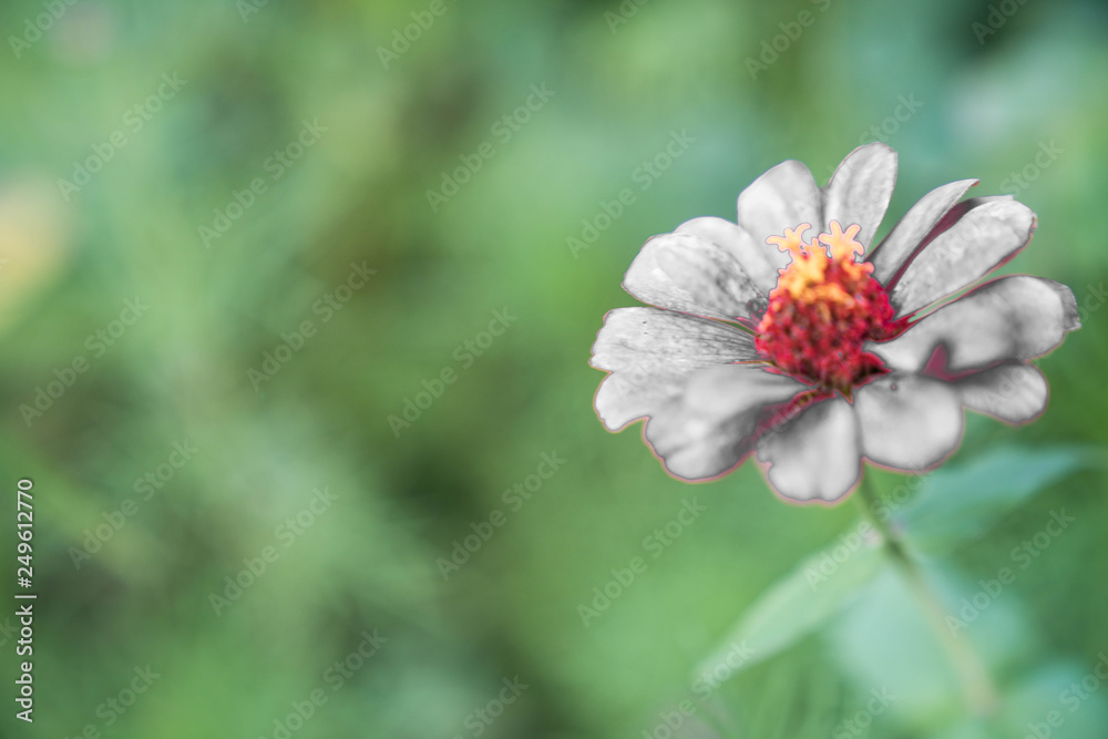 Many beautiful flowers and fruits standing in the garden Many beautiful flowers and fruits standing in the garden