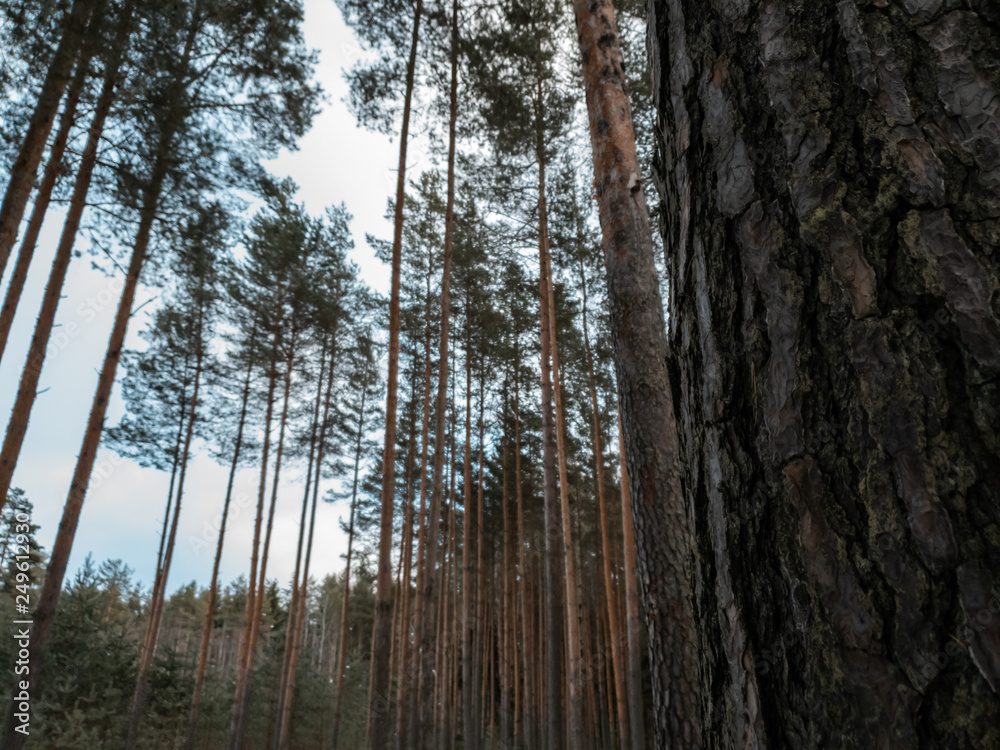 Obraz premium Trees in the forest. Clouds over the forest in winter.