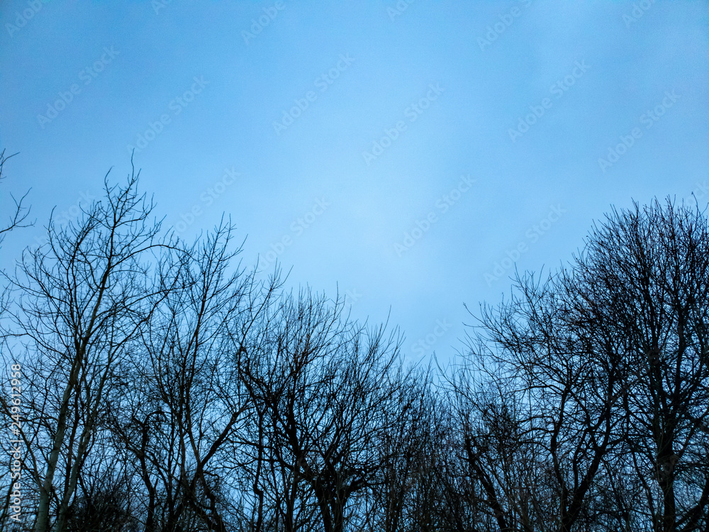 Trees in the forest. Clouds over the forest in winter. Trees in the forest. Clouds over the forest in winter.