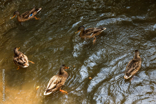 A group of brown ducks swimming in a river.