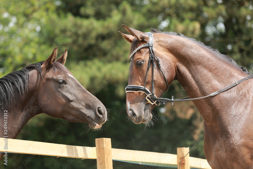 Fototapeta premium horse portrait
