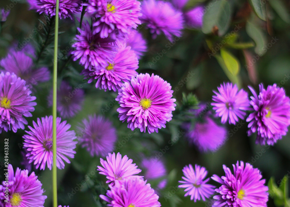purple flowers in the garden purple flowers in the garden