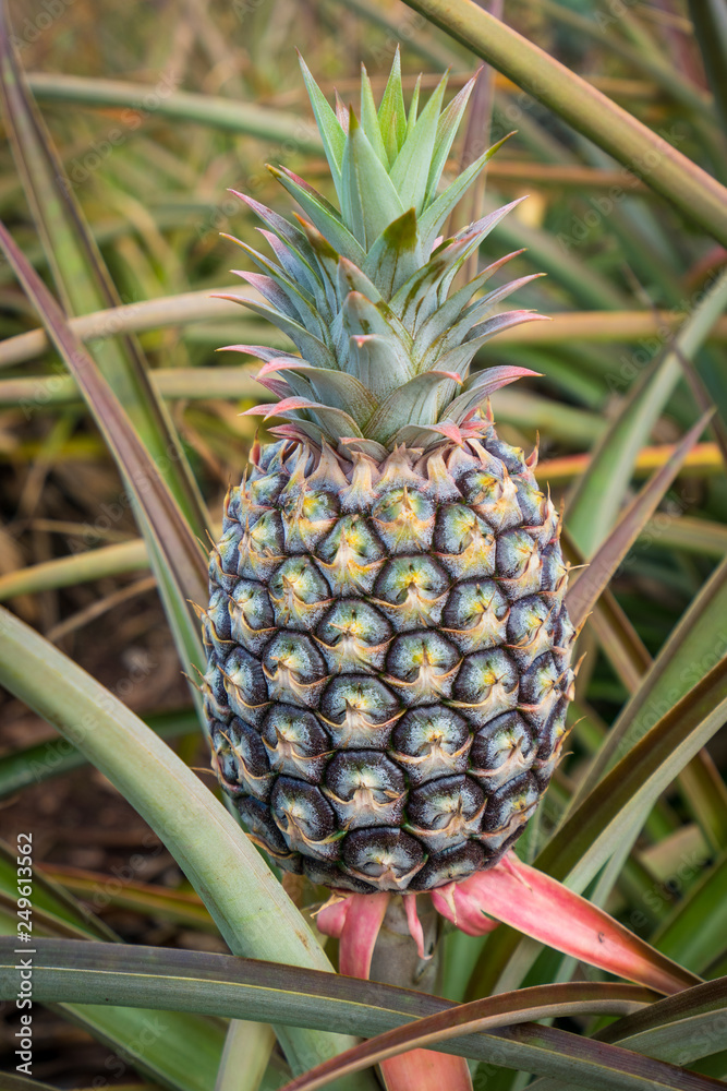 Hawaiian Pineapple Plantation 4 Hawaiian Pineapple Plantation 4