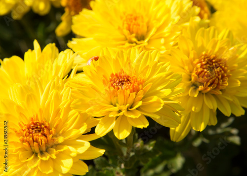 bouquet of yellow flowers