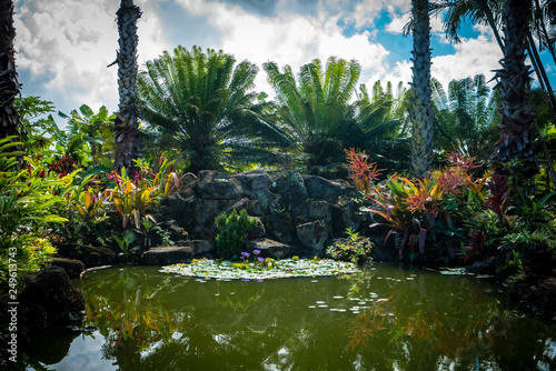 Tropical Hawaiian Pond