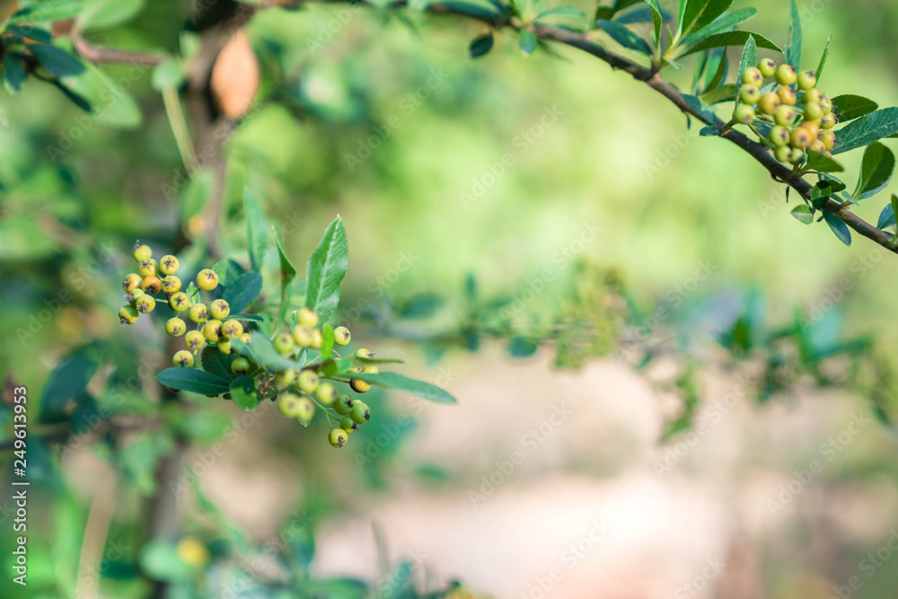 Many beautiful flowers and fruits standing in the garden Many beautiful flowers and fruits standing in the garden