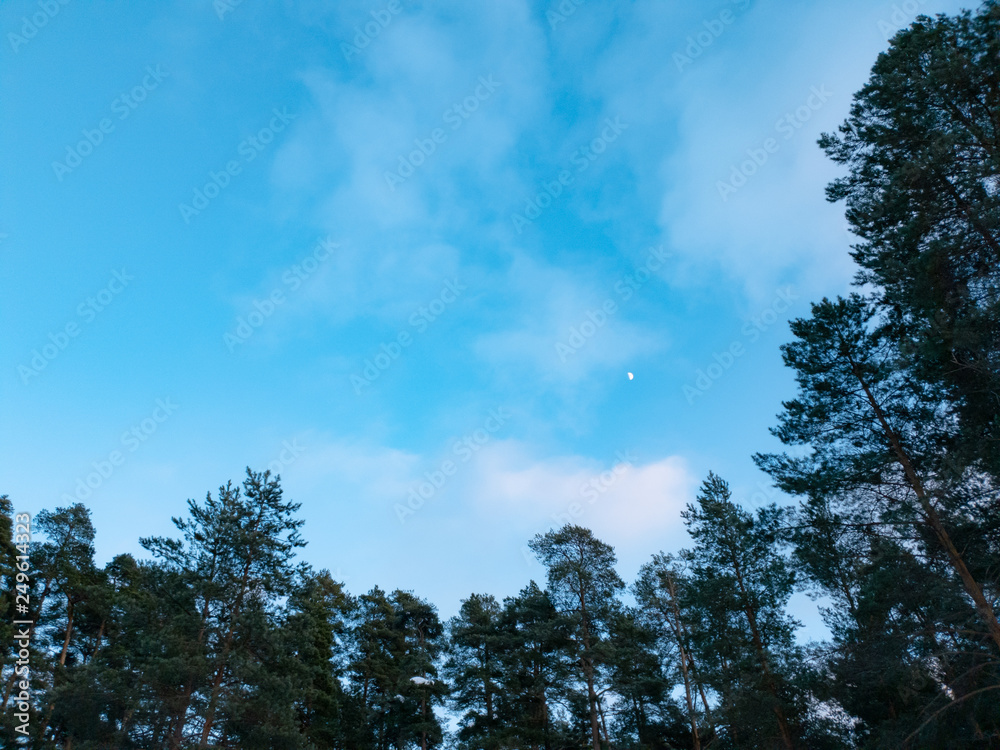 Trees in the forest. Clouds over the forest in winter.