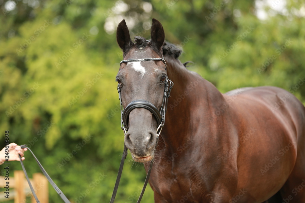 Obraz premium horse portrait front