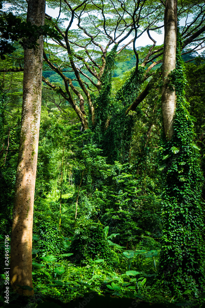 Obraz premium Manoa Falls Trail