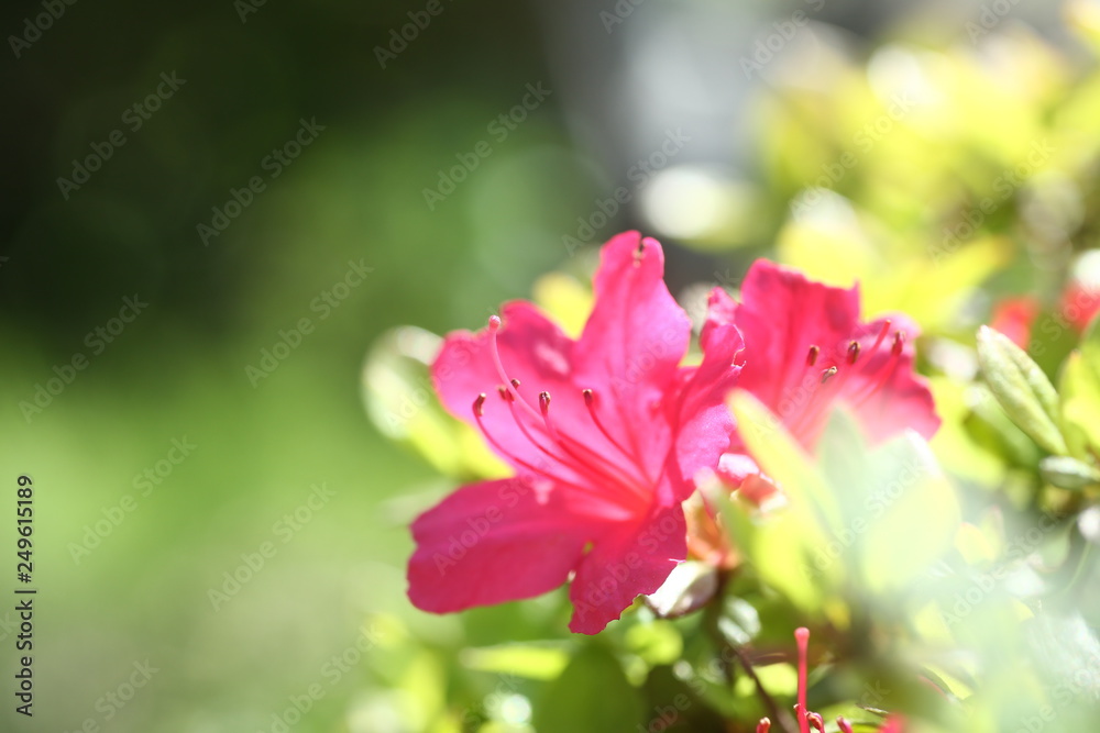 Obraz premium 赤いさつきの花