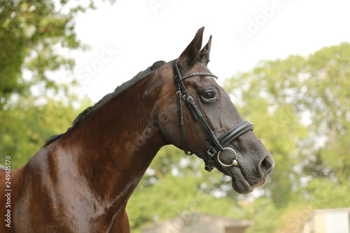 brown horse head portrait