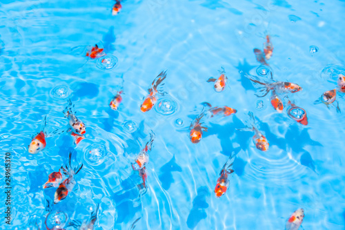 水槽の金魚
