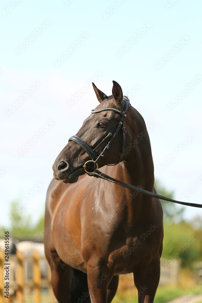 brown horse portrait