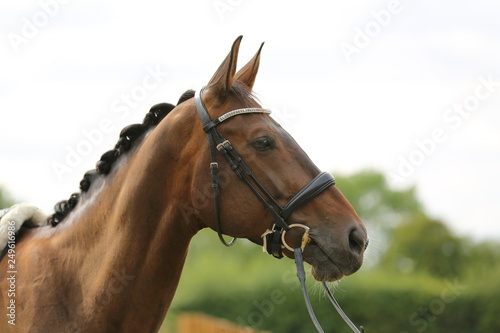 Fototapeta Naklejka Na Ścianę i Meble -  brown horse portrait