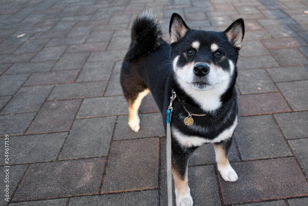 かわいい黒柴 Stock Photo Adobe Stock