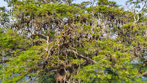 Aerial. Fruit bat trees. Tissamaharama, Sri Lanka. photo