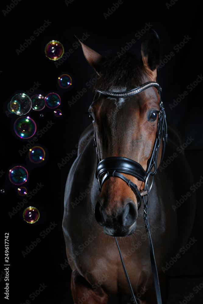 Fototapeta premium brown horse black background