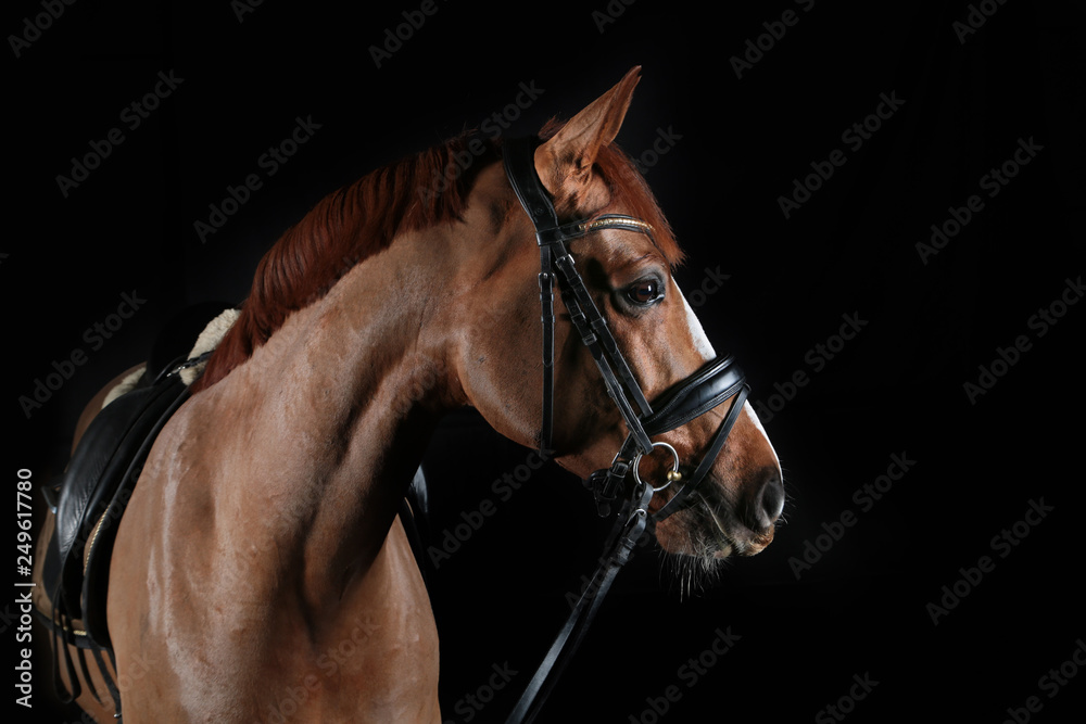 Obraz premium brown horse black background