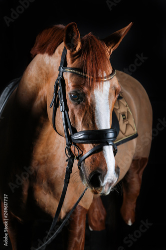 brown horse black background © Anastasia