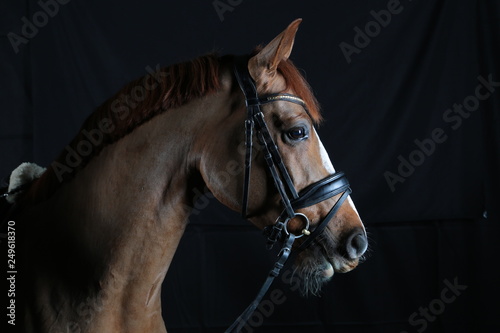 brown horse black background © Anastasia