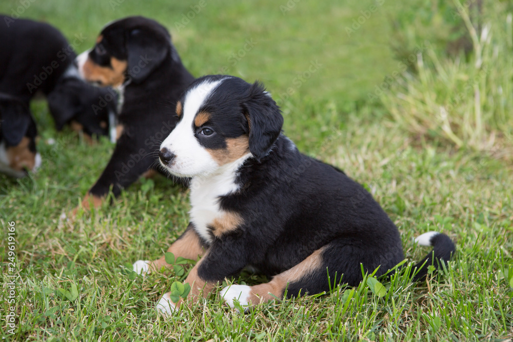 Swiss Appenzeller dog puppies sitting in the garden Swiss Appenzeller dog puppies sitting in the garden