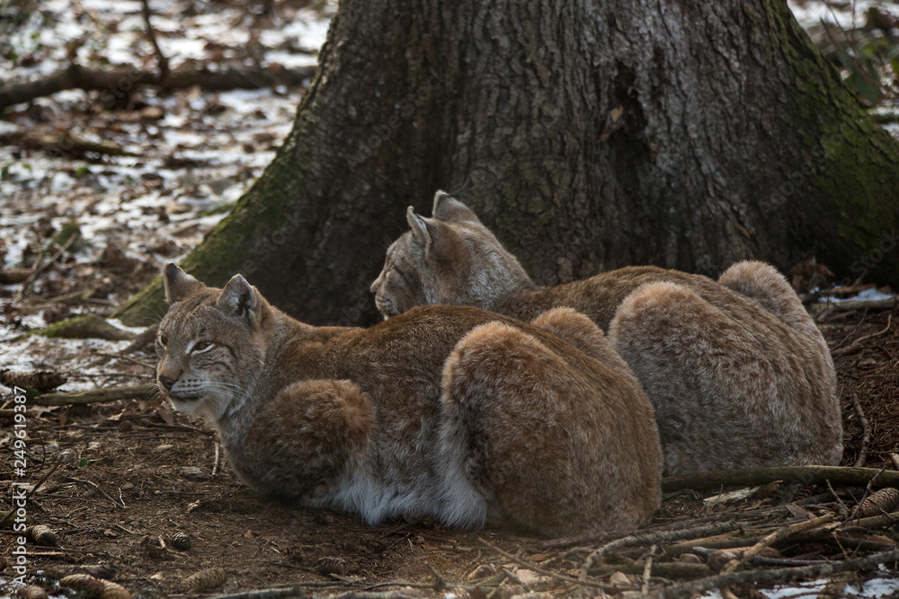 Two lynx in a deer park in wintertime Two lynx in a deer park in wintertime
