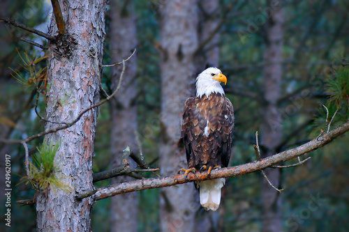фотографія Beautiful bald eagle, Haliaeetus leucocephalus, perched on a Norway Pine tree branch in a Minnesota forest
