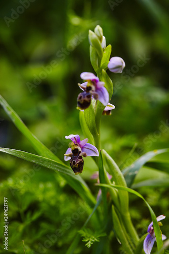 Wild rare bee orchid blooming in mediterranean area at spring