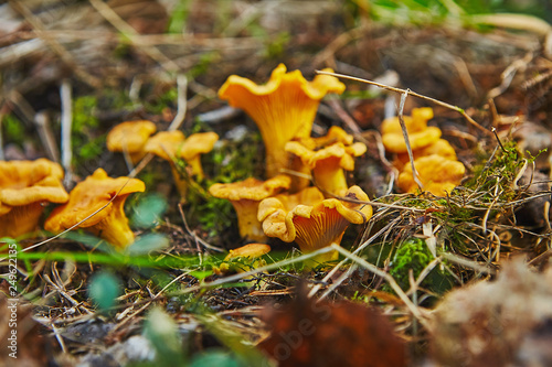 large group of chanterelles growing in forest