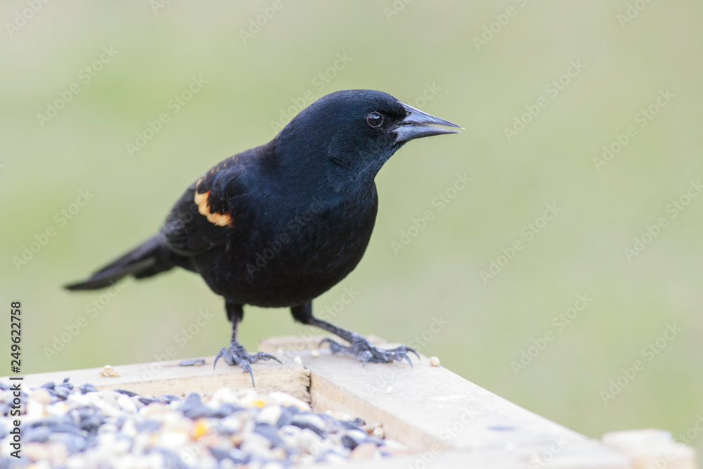 Obraz premium Agelaius phoeniceus eating feeder backyard outside home
