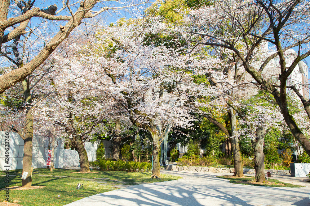 靖国神社　桜の風景