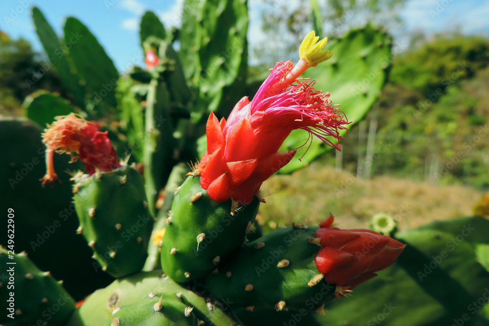 Flowers of the Brazilian flora. Exotic, wild, savanah, gardens, mountain of Minas Gerais Flowers of the Brazilian flora. Exotic, wild, savanah, gardens, mountain of Minas Gerais