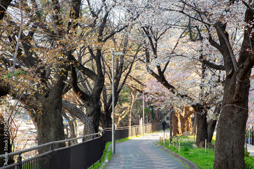 飯田橋　外濠公園 photo