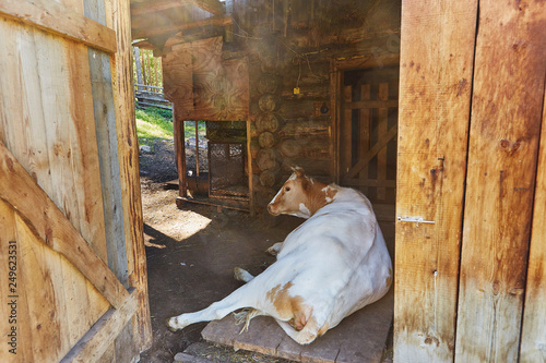 Happy cow in willage house barn is laying sleeping and relaxing