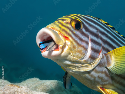 Marine Symbiosis - Oriental Sweet lips and Cleaner Wrasse photo