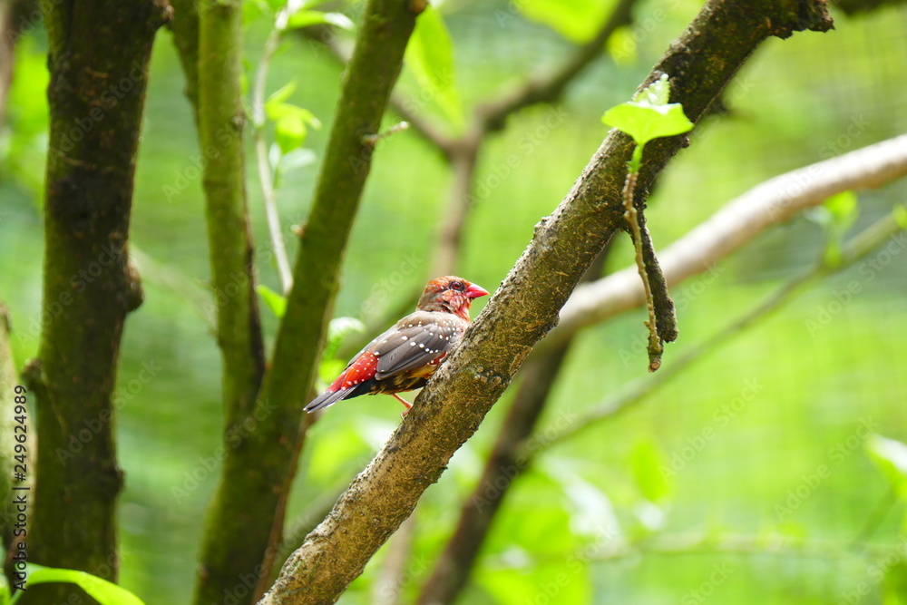 Beautiful tropical bird on a green tropical forest background Beautiful tropical bird on a green tropical forest background