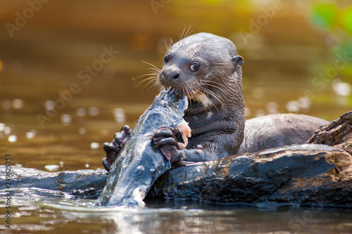 Giant otter eating fish at Pantanal of Mato Grosso, Brazil