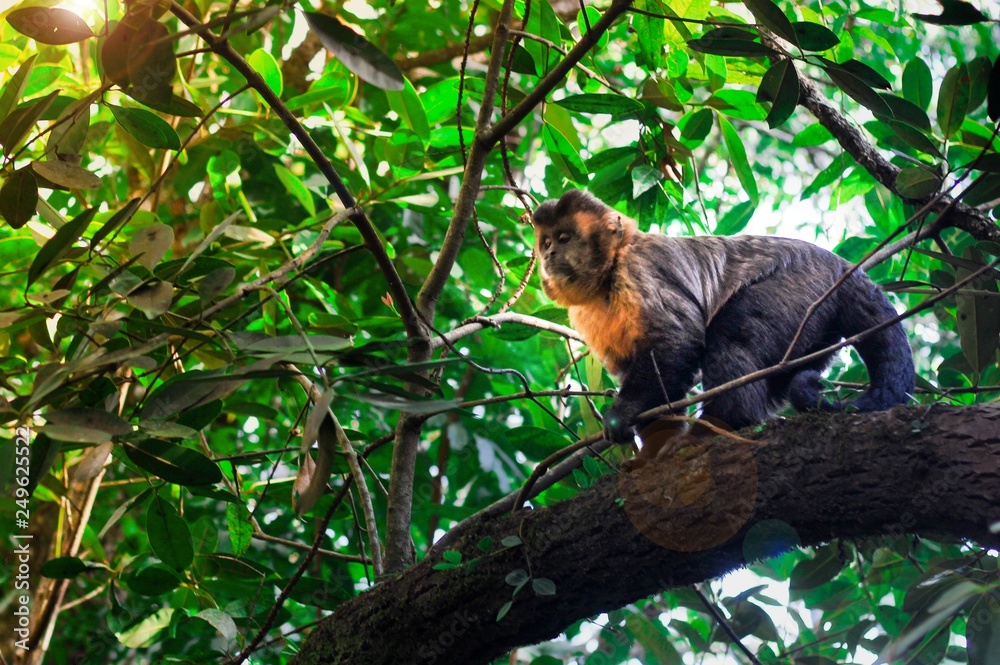monkey on a tree monkey on a tree