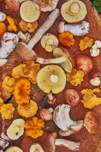 Wooden platter of mixed forest mushrooms mostly suillus, leccinum and chanterelle