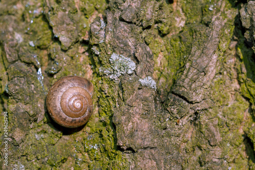 Photo of a natural still life shell of a snail close-up stuck on the bark of a tree in the forest