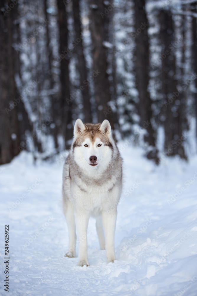 Gorgeous, beautiful and free Siberian Husky dog standing on the snow path in the winter forest at sunset.