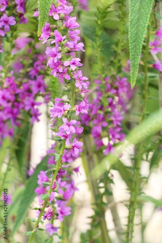 Purple salvia flowers at beautiful in garden