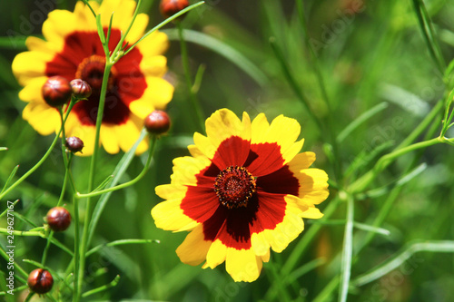 Flowers of the Brazilian flora. Exotic  wild  savanah  gardens  mountain of Minas Gerais