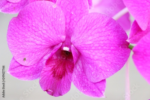 Orchid flower at beautiful in the nature