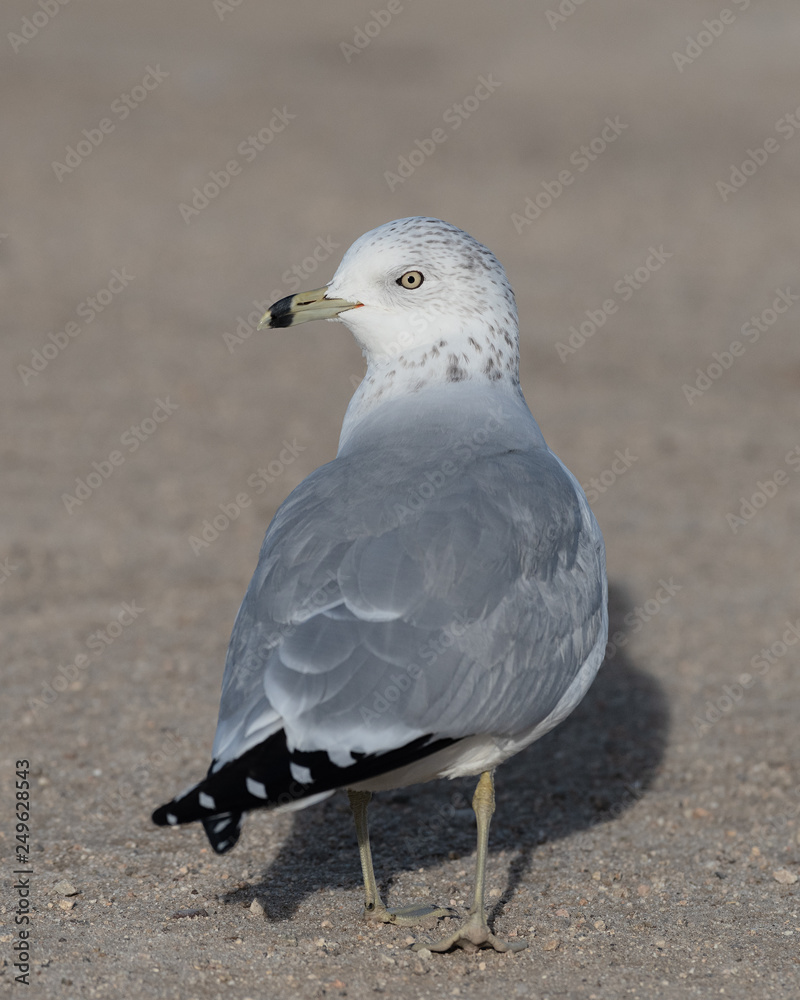 Fototapeta premium Portrait of a seagull