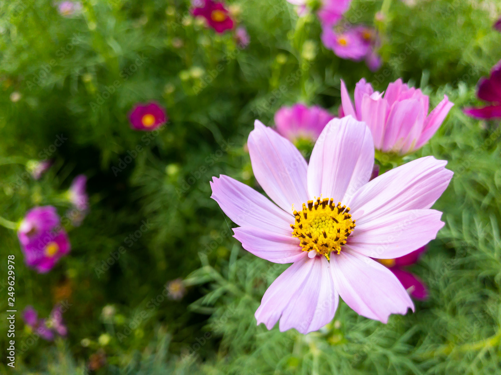 Obraz premium Beautiful natural blue cosmos in the field close up.