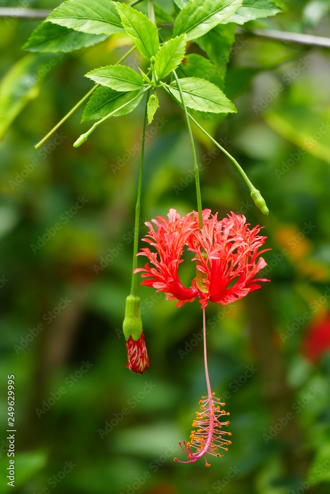 Charming blooming exotic tropical flowers on a nature background Charming blooming exotic tropical flowers on a nature background
