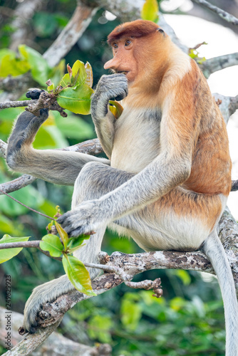 Male Proboscis Monkey Eating in Bako National Park / Borneo Malaysia / Full Body