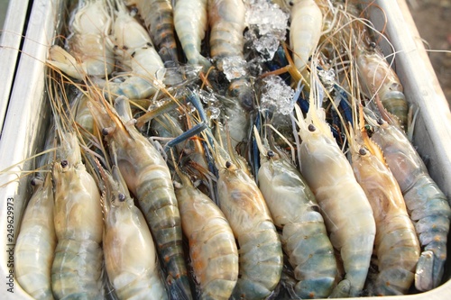 Fresh shrimp for cooking at street food