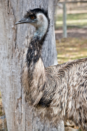 an Australian emu